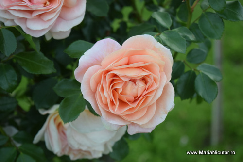 Ce m-a ranit in trecut nu mai are nicio putere asupra mea in prezent