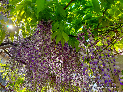 Sport si alimentatie sanatoasa – probabil cea mai buna combinatie pentru a trai sanatos 100 de ani